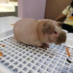 -Moni星球萌宠·小马宝莉·灵蛇·高端高阶全萌宠互动体验俱乐部(红豆国际广场店)