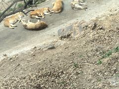 -大连森林动物园