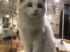 -momokira米努特·德文卷毛猫·棉花面纱犬
