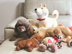 -房东的猫宠物生活馆