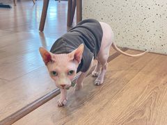 -有猫主题·治愈系猫咖(曾厝垵店)