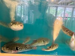 -天正河鲀·河豚亭(大连店)