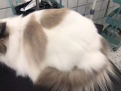 -BABIT巴比特宠物(MOMOPARK店)