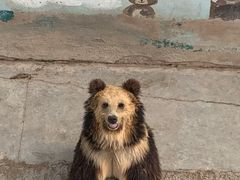 -青藏高原野生动物园