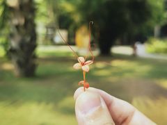 -中国科学院西双版纳热带植物园
