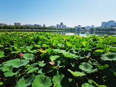 -莲花池公园