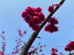 -顾村公园