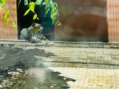 -青藏高原野生动物园