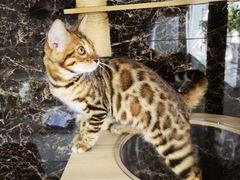 -欣宠猫屋·矮脚拿破仑·蓝金金渐层