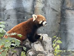 -武汉动物园