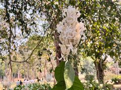 -中国科学院西双版纳热带植物园