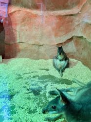 -Zoolung Zoolung动物主题公园(海信广场店)