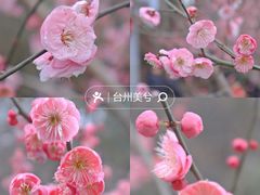 -紫阳古街