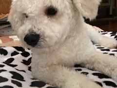 -爱侣宠医·鹦鹉专科·小型哺乳类·异宠专科(灵石路店)