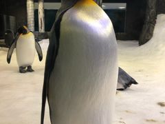 -悉尼海洋生物水族馆