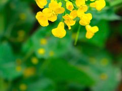 -桤木河湿地公园