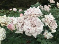 -人民公园(罗湖区)