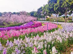 -天适樱花悠乐园