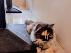 -平行世界·猫咖(首经贸店)