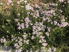 -汉长安城未央宫国家考古遗址公园