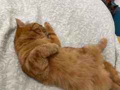 -comecome来吧宠物(奥克斯中心店)