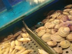 -SEA西雅图海鲜自助餐厅(海乐世界店)