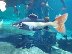 -华夏文旅海洋公园