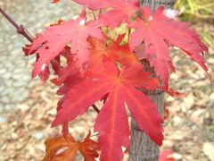 -丹东天桥沟景区