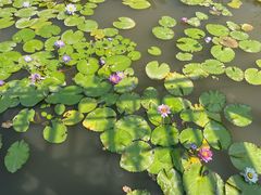 -中国科学院西双版纳热带植物园