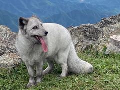 -灵山