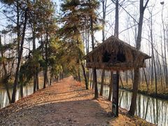 景点-合肥滨湖国家森林公园