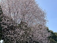 -龙坞茶村