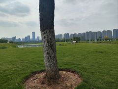 -洋湖国家湿地公园