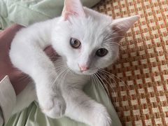 -有喵·猫咖·狗咖·40+猫狗有小奶狗(岗厦店)