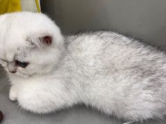 -安安宠医宠物医院·异宠·犬猫内科(岳阳分院)