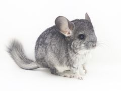 -龙猫仔乐园(惠福东路店)