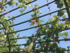 -万源龙顺度假庄园生态观光园