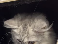 -瑞派紫金宠物医院24小时·骨科·中兽医·重症转诊中心(番禺大石院)