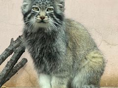 -青藏高原野生动物园