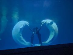 -秦皇岛乐岛海洋王国