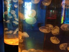 -沙沙哗啦海洋馆(华宇百花谷店)