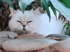 -喵屿·大理花园猫咖