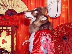 -超宠爱宠物摄影-Super pet