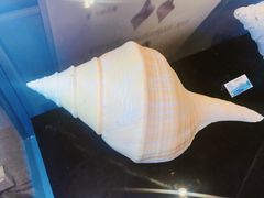 -贝壳梦幻世界