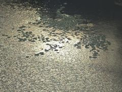 -臻品足道(佛祖岭店)