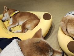 -逗柴咖啡屋·狗咖猫咖宠物桌游