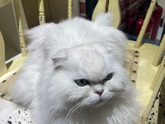 -猫小院猫主题餐厅(南锣旗舰店)
