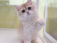 -三花喵·撸猫购宠·宠物生活馆(虹桥南丰城店)