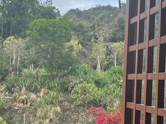 -深圳仙湖植物园