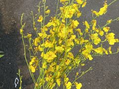 -循礼门鲜花花市(武汉循礼门店)